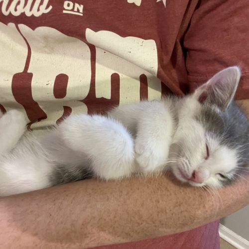 Ash, a Adoptable Domestic Short Hair in Fishers, IN image 2/5