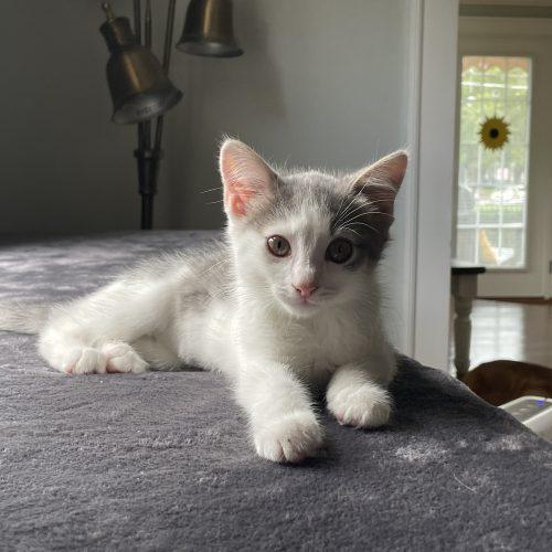 Ash, a Adoptable Domestic Short Hair in Fishers, IN image 4/5