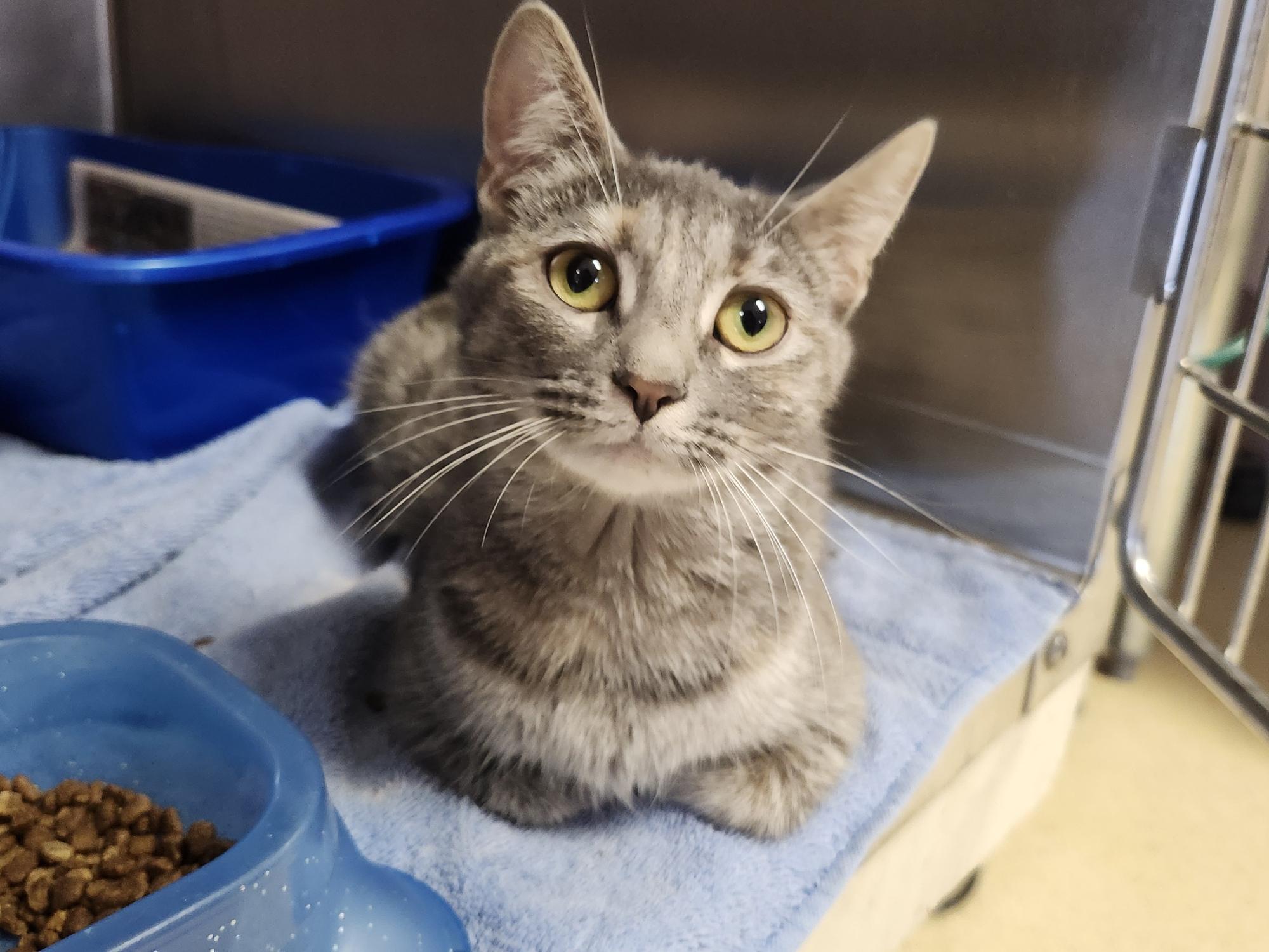 Enlarge Momma Melon, an adopted Domestic Short Hair in Reynoldsburg, OH image 1/1