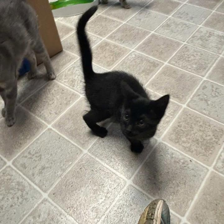Marianne, Adoptable, Kitten Female Domestic Short Hair.