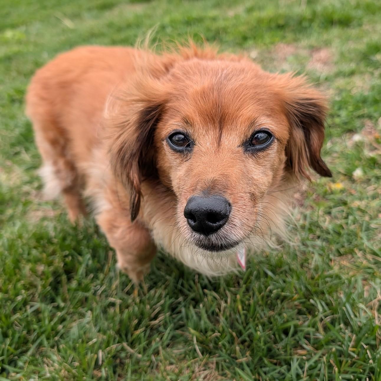 Enlarge Tucker in SC, an adopted Dachshund (Long Haired) in Georgetown, SC image 5/5