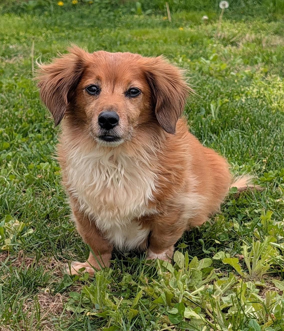 Tucker in SC, adopted, Senior Male Dachshund (Long Haired).