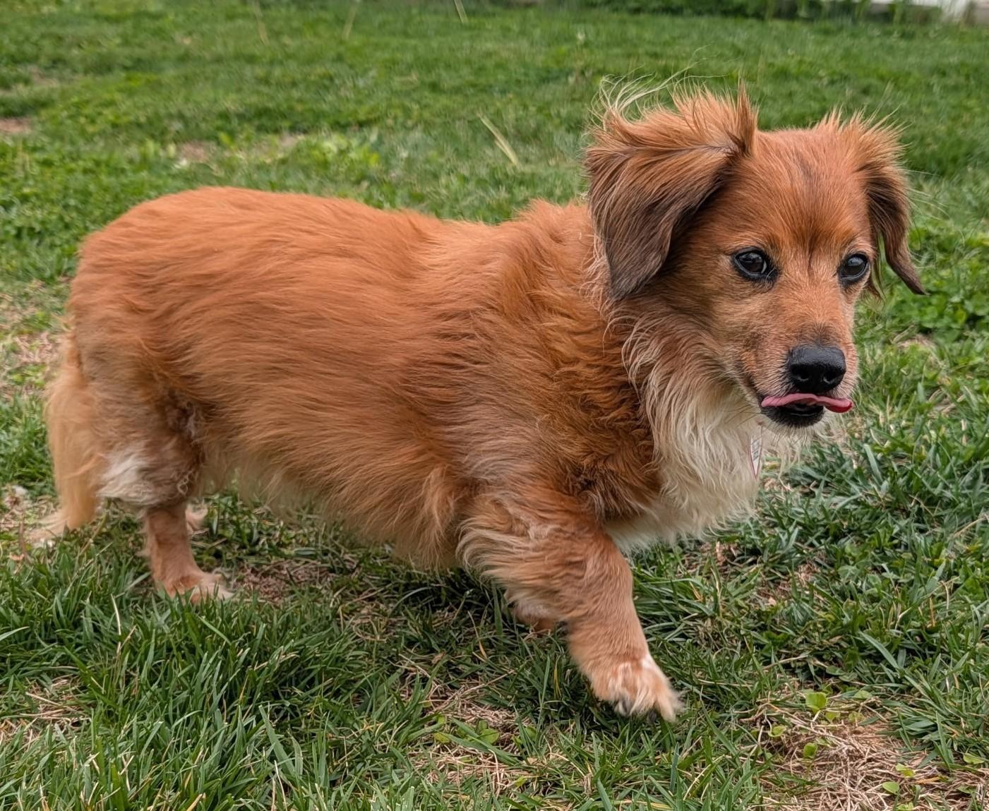 Enlarge Tucker in SC, an adopted Dachshund (Long Haired) in Georgetown, SC image 3/5