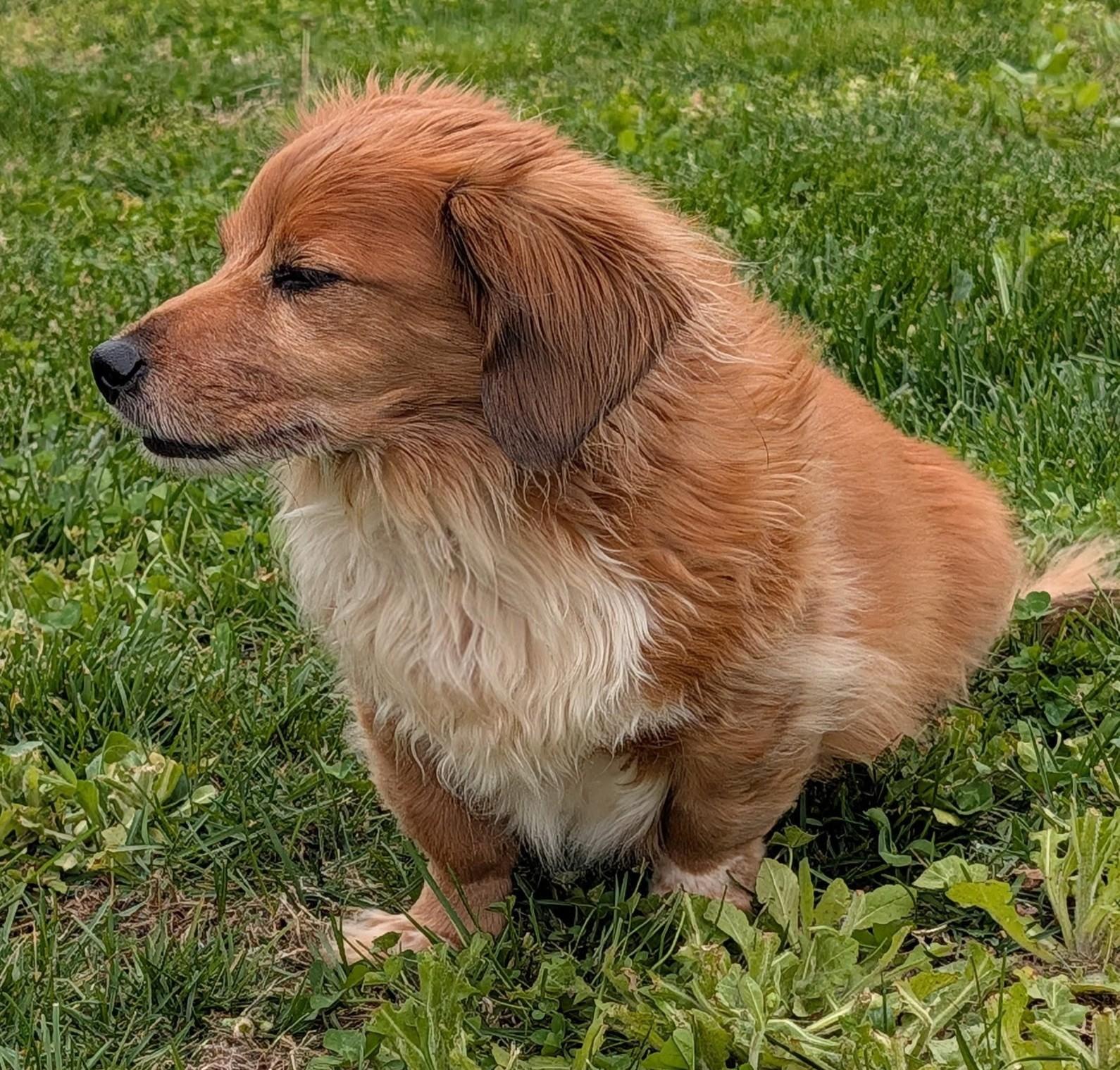 Enlarge Tucker in SC, an adopted Dachshund (Long Haired) in Georgetown, SC image 4/5