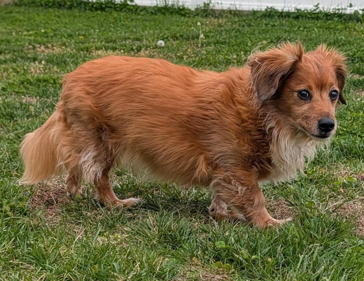 Enlarge Tucker in SC, an adopted Dachshund (Long Haired) in Georgetown, SC image 2/5