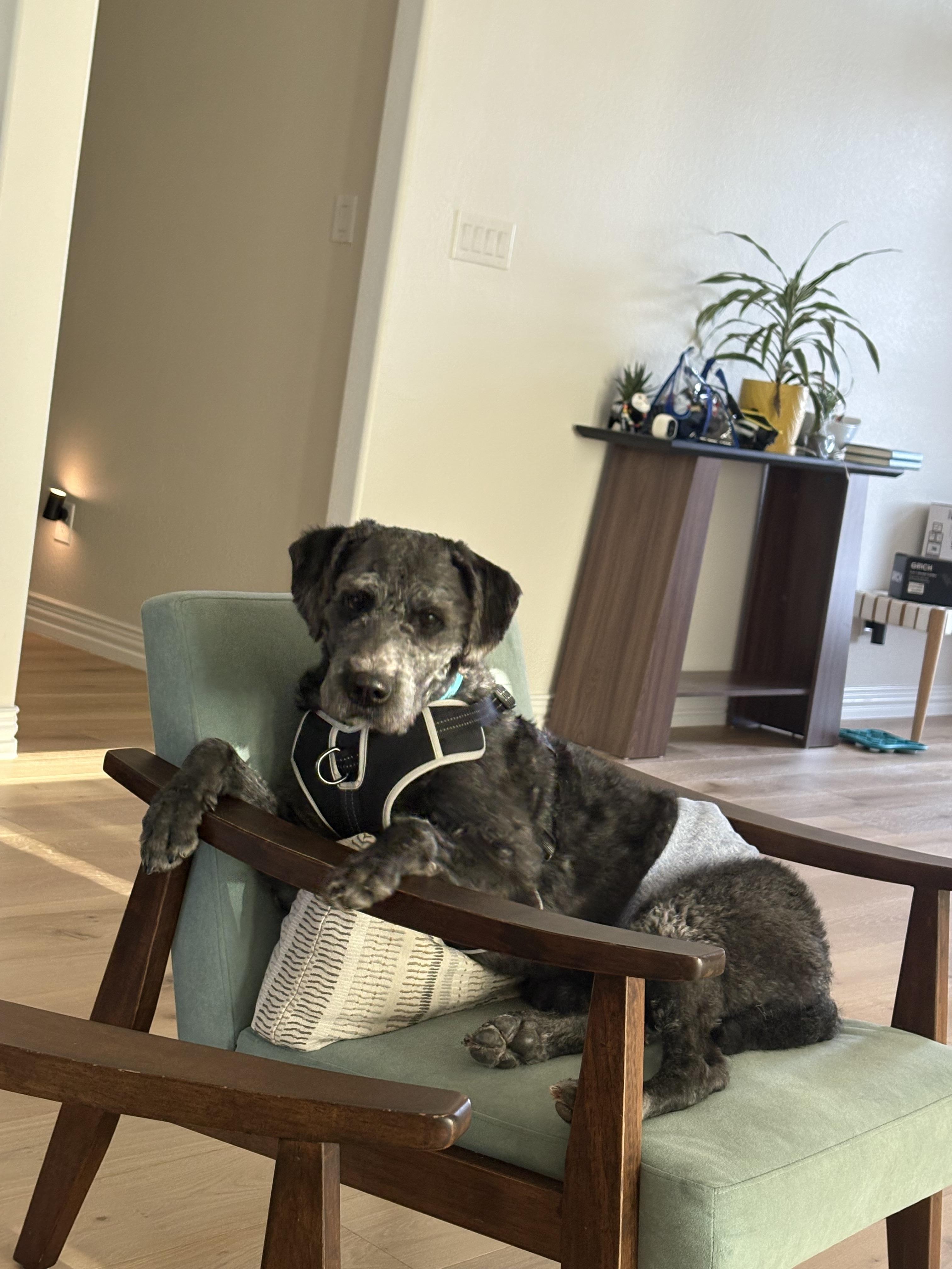 Big Guy GDP, a Adoptable mixed breed in Denton, TX image 1/2