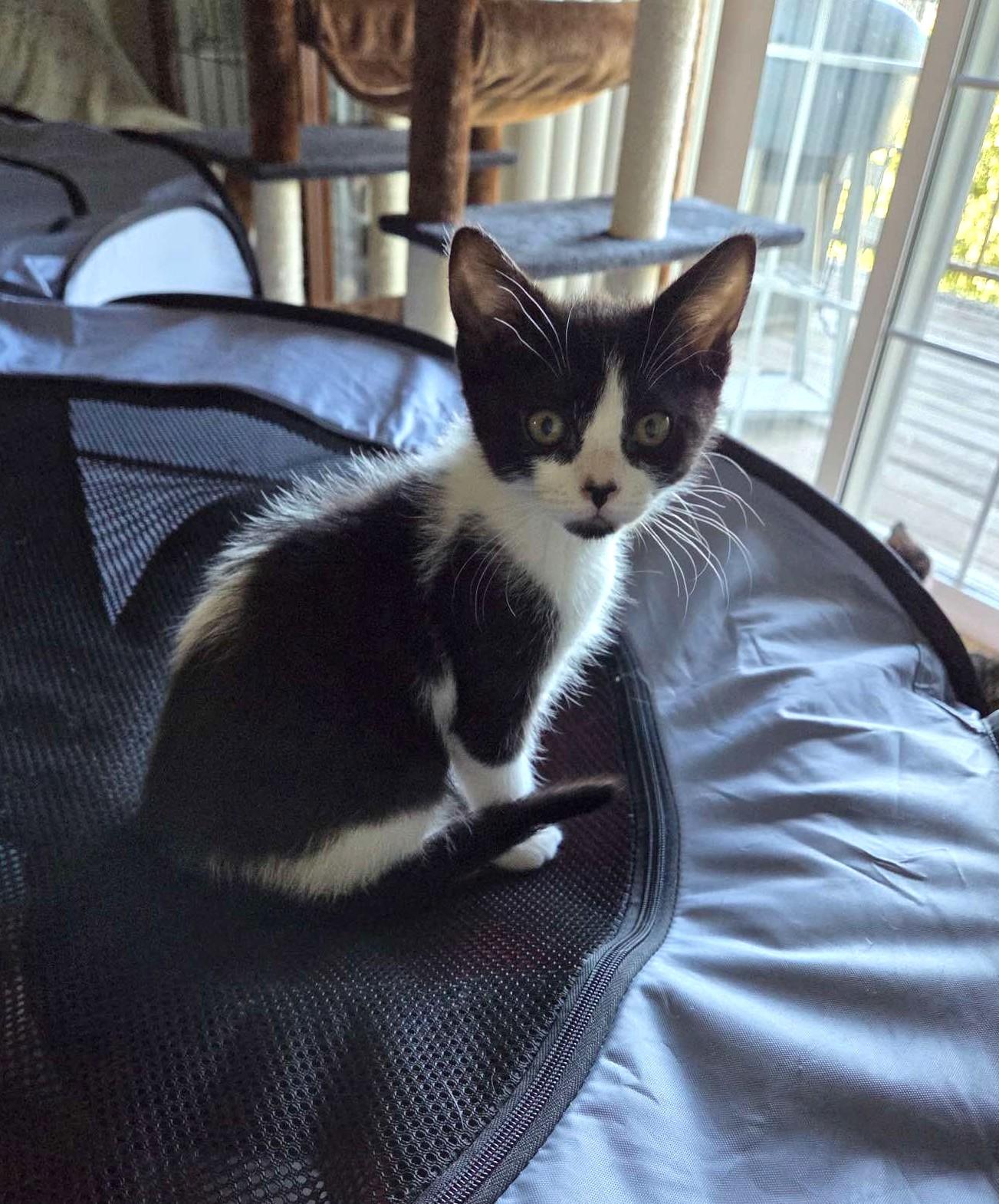 Lily, Baby Female unknown