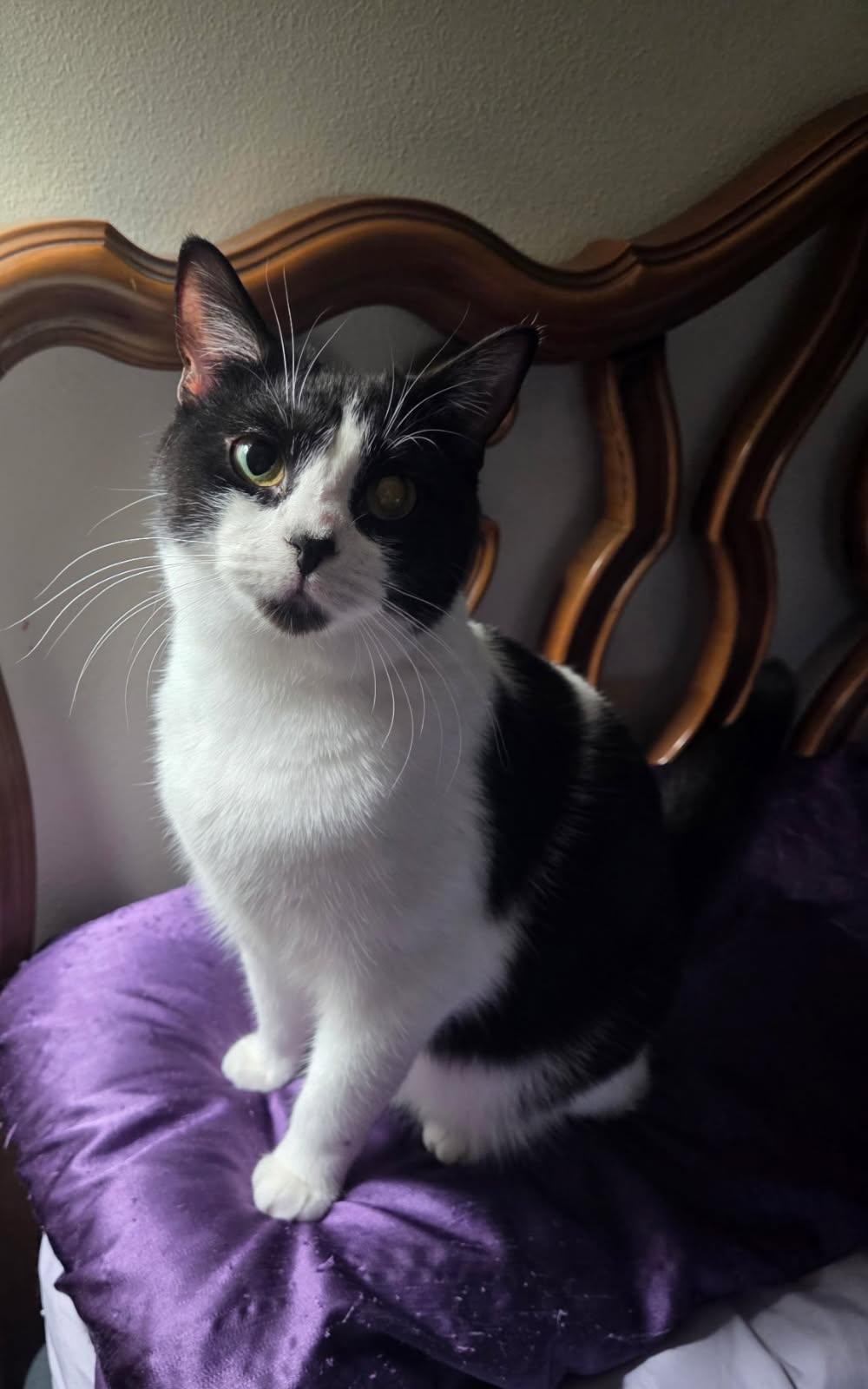 Enlarge Lily, an adoptable Domestic Short Hair in Sioux Falls, SD image 1/2
