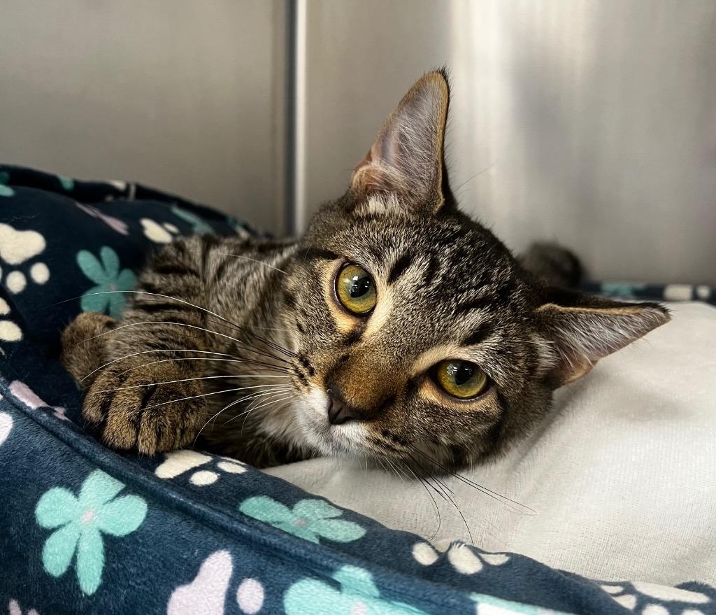 Billy Bones, Adoptable, Kitten Male Domestic Short Hair.