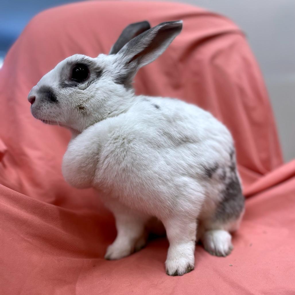 Rhonda, Adoptable, Adult Female Rex.