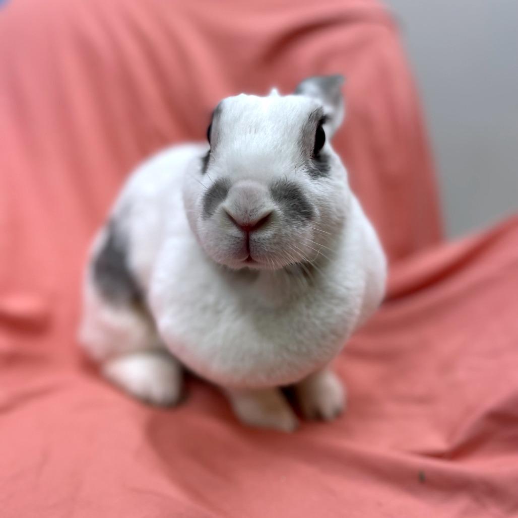 Enlarge Rhonda, a Adoptable Rex in Champaign, IL image 2/5