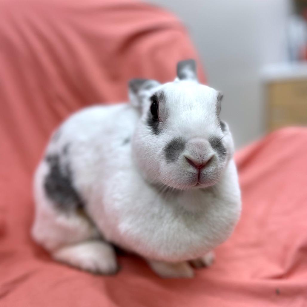 Enlarge Rhonda, a Adoptable Rex in Champaign, IL image 3/5