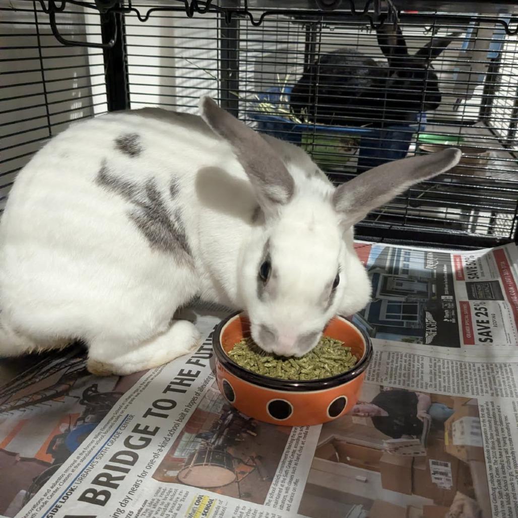 Enlarge Rhonda, a Adoptable Rex in Champaign, IL image 4/5