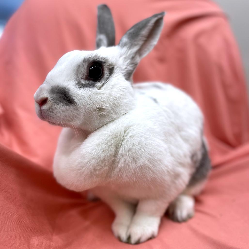 Enlarge Rhonda, a Adoptable Rex in Champaign, IL image 5/5