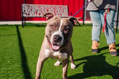 Gomez fka Trigger — thumbnail 3