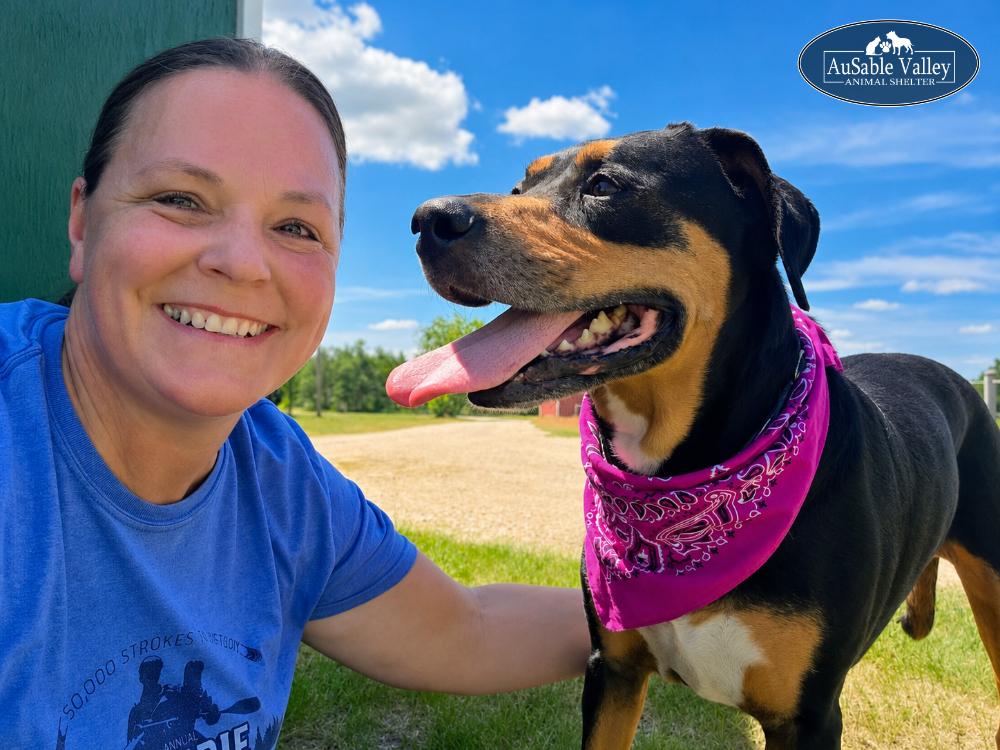 Daisy, a ADOPTABLE mixed breed in Grayling, MI image 2/6