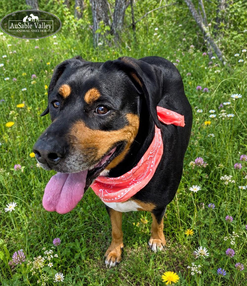 Daisy, a ADOPTABLE mixed breed in Grayling, MI image 5/6