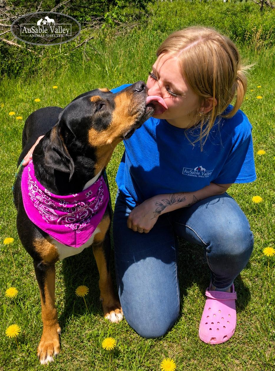 Daisy, a ADOPTABLE mixed breed in Grayling, MI image 4/6