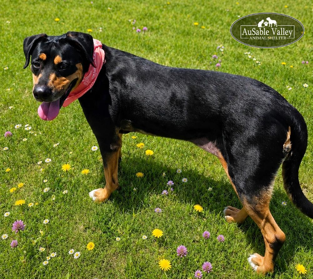 Daisy, a ADOPTABLE mixed breed in Grayling, MI image 3/6