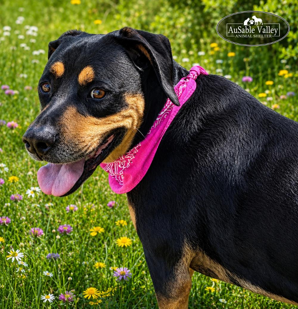 Daisy, a ADOPTABLE mixed breed in Grayling, MI image 6/6