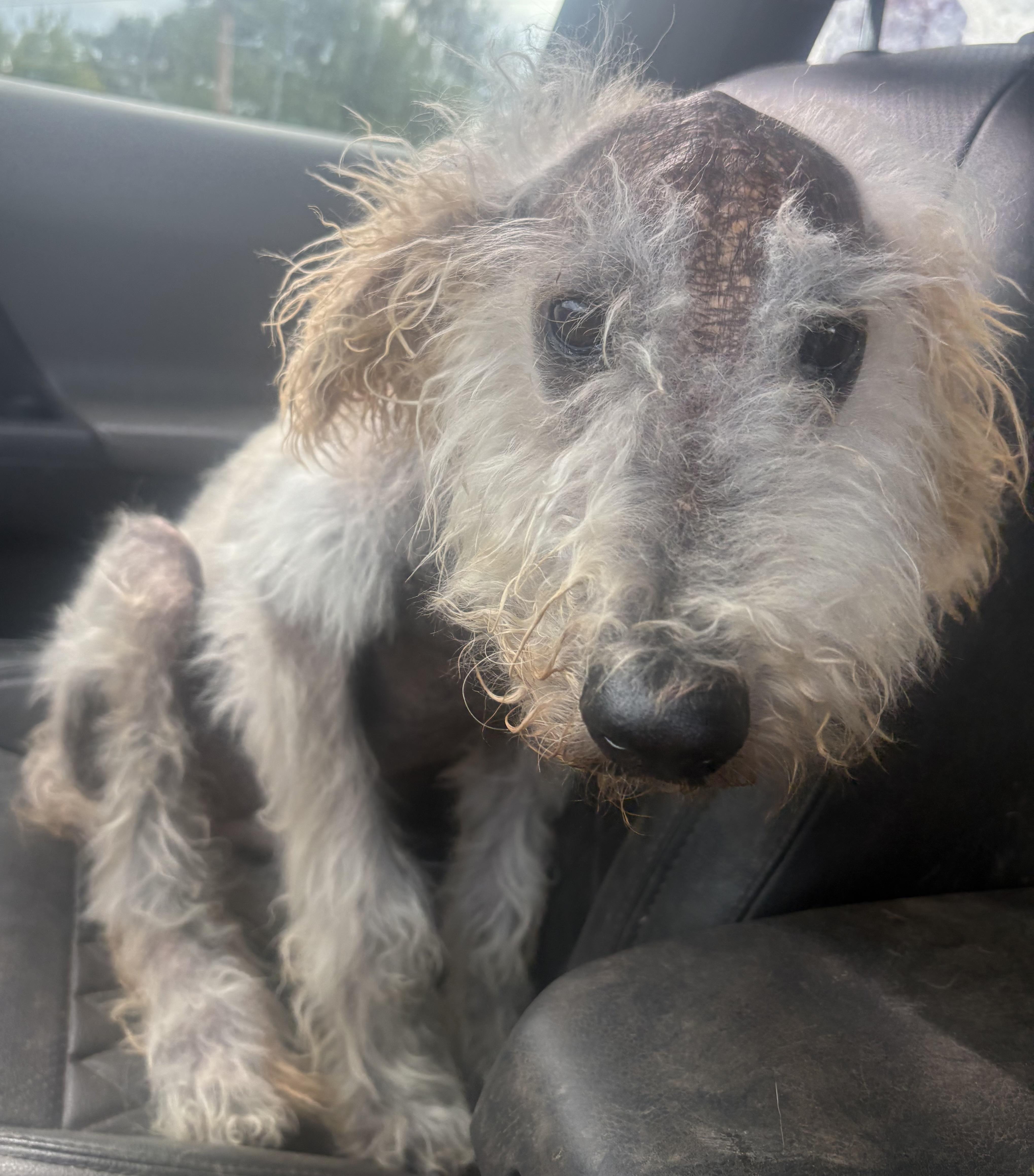 Marley, Adoptable, Young Male Standard Poodle.