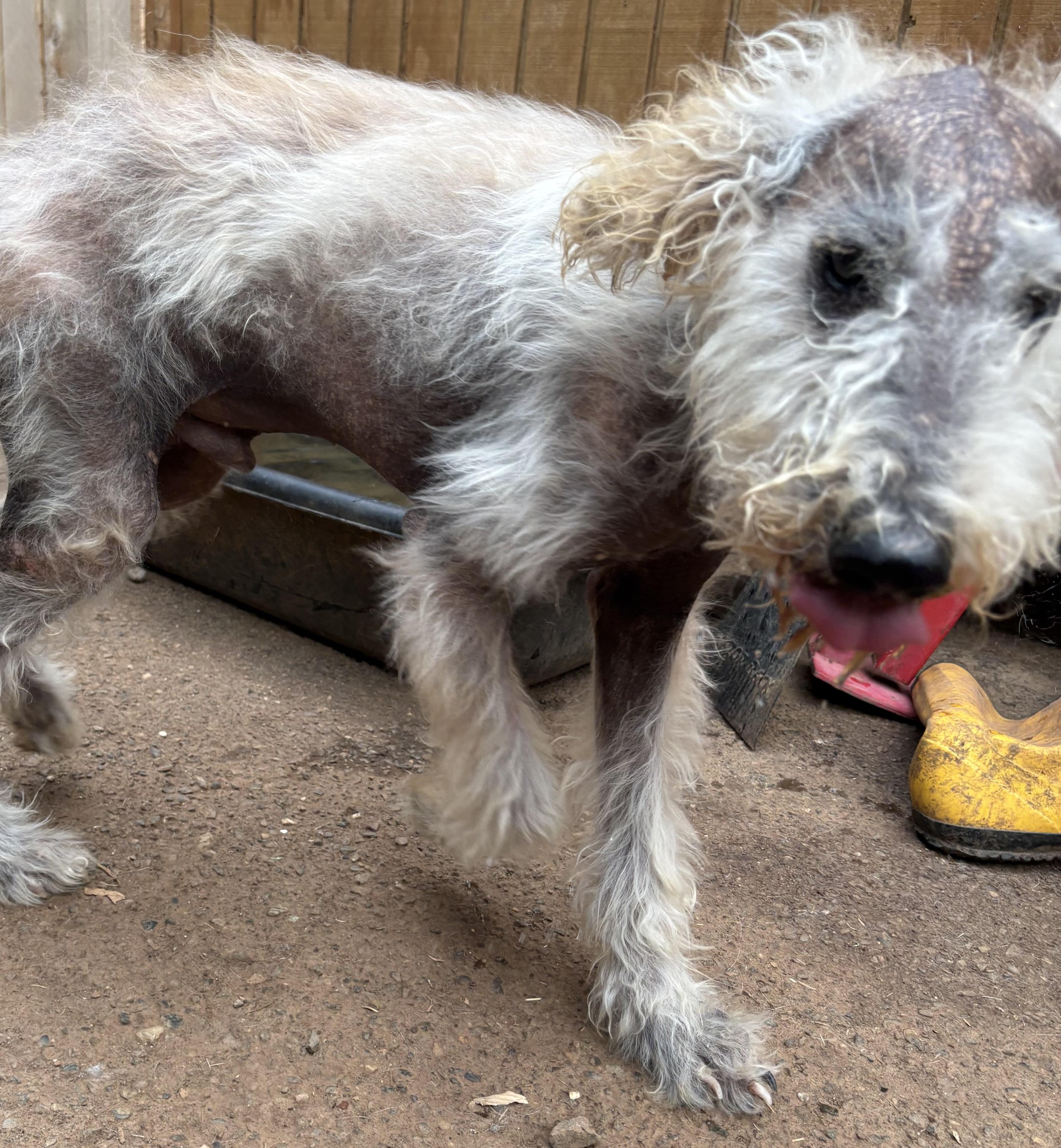 Marley, a Adoptable mixed breed in Oakland, CA image 4/5