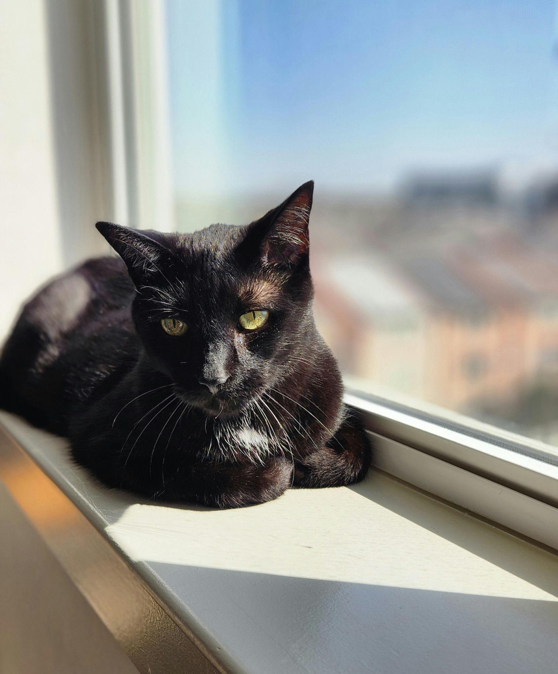 Harley, a ADOPTABLE Domestic Short Hair in Houston, TX image 2/5