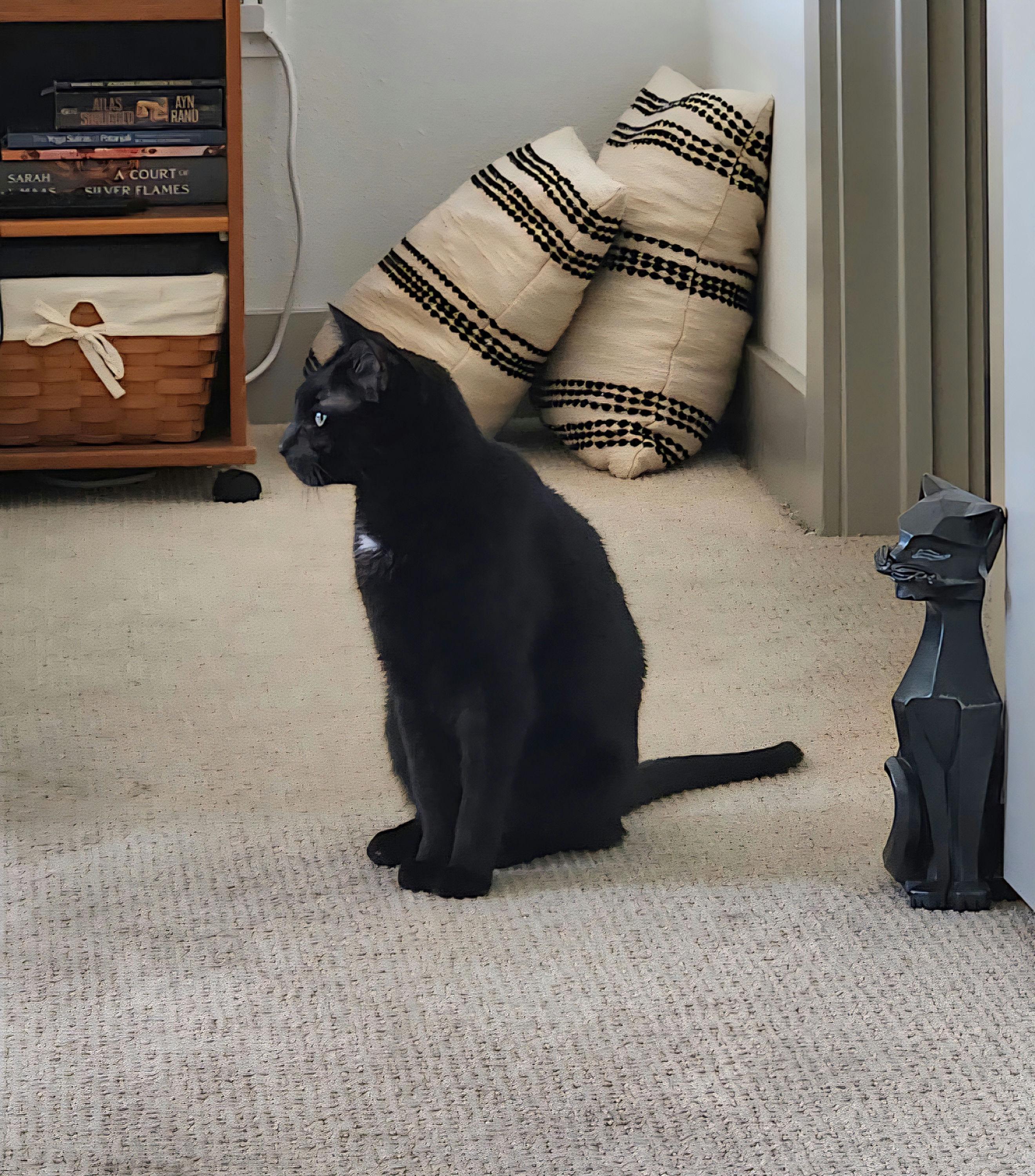 Harley, a ADOPTABLE Domestic Short Hair in Houston, TX image 3/5