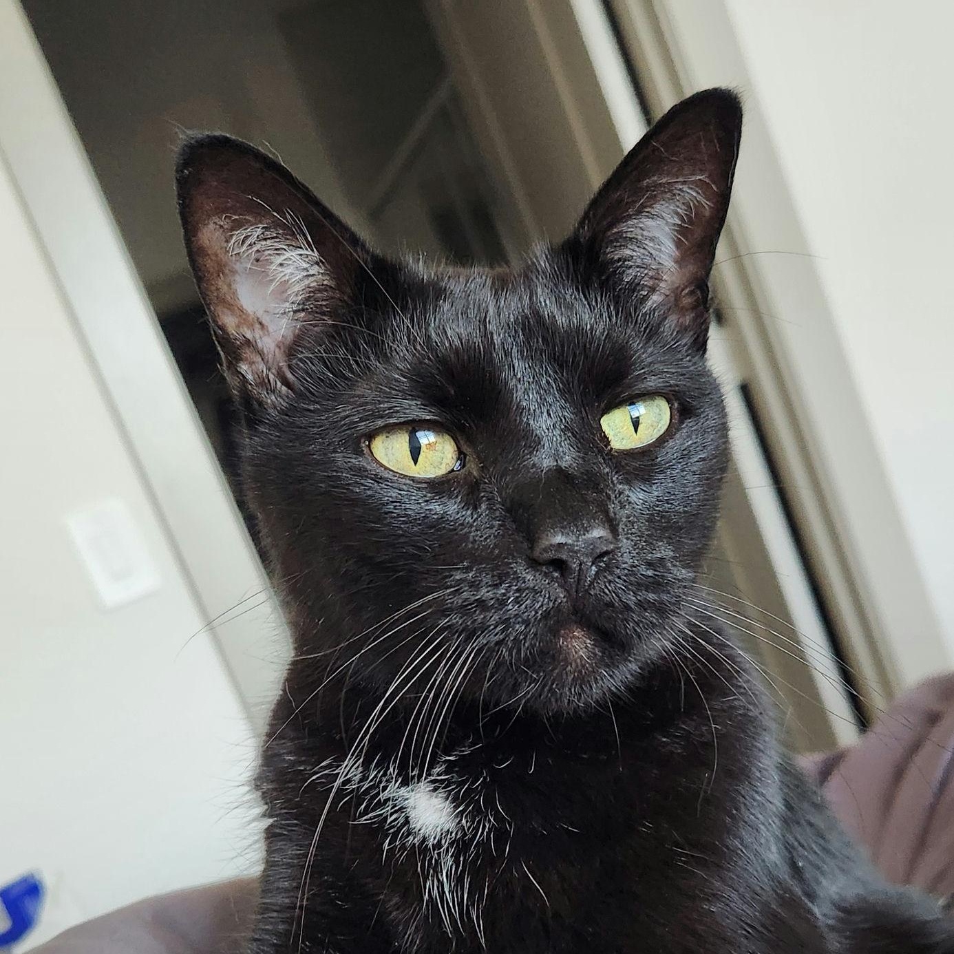 Harley, ADOPTABLE, Senior Male Domestic Short Hair.