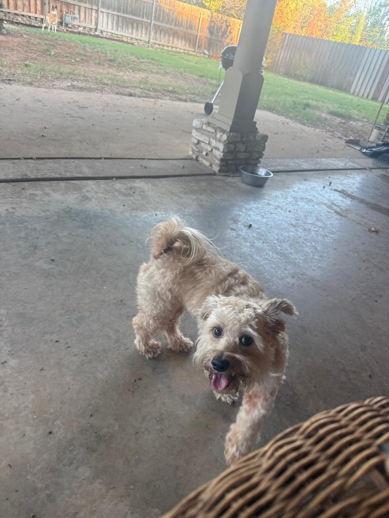 Enlarge Sammy, a Adoptable mixed breed in Mustang, OK image 2/5