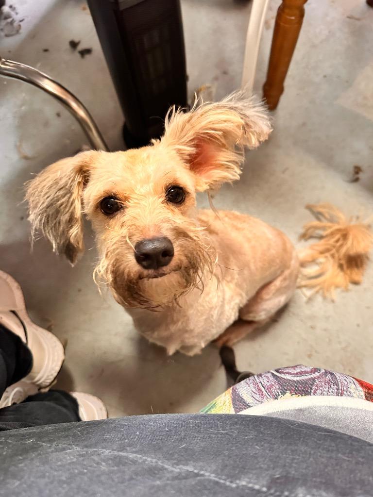 Sammy, Adoptable, Adult Male Havanese & Poodle.