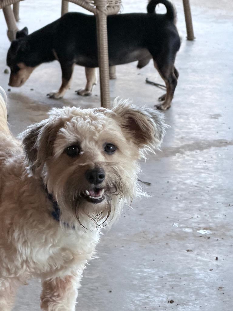 Enlarge Sammy, a Adoptable mixed breed in Mustang, OK image 4/5