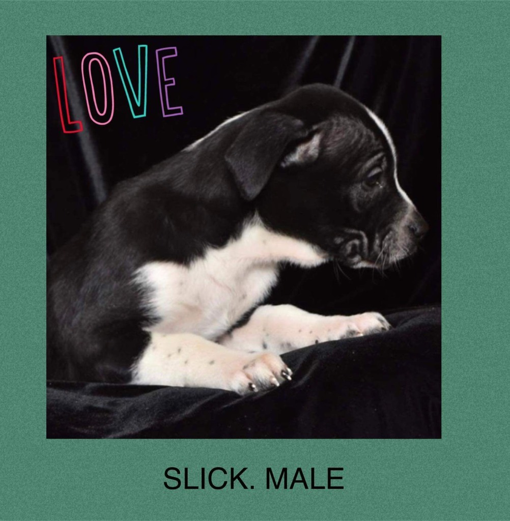 Slick, a Adoptable Cattle Dog in Seminole, OK image 1/4