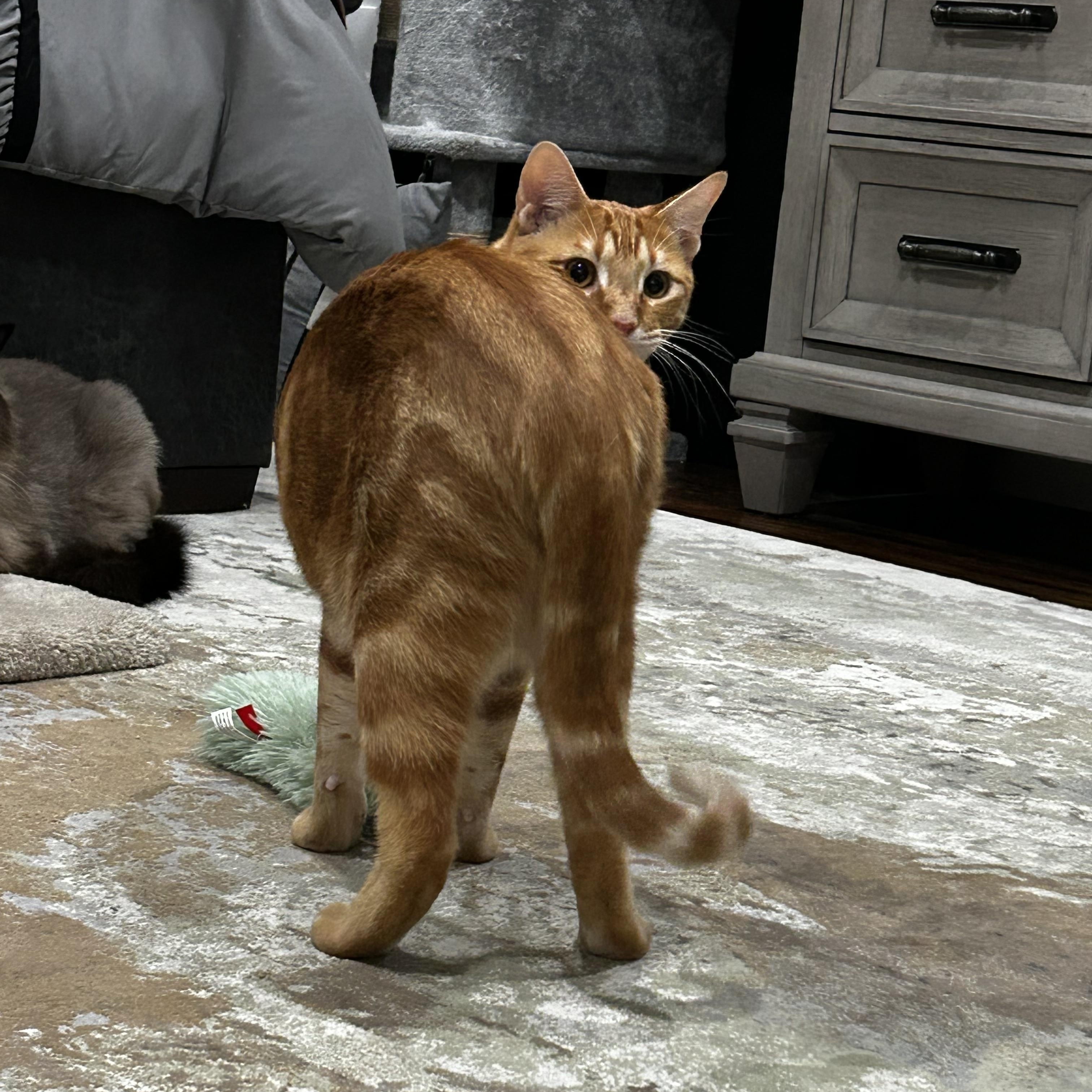 Cheetos, an adoptable mixed breed in Parker, TX image 6/6