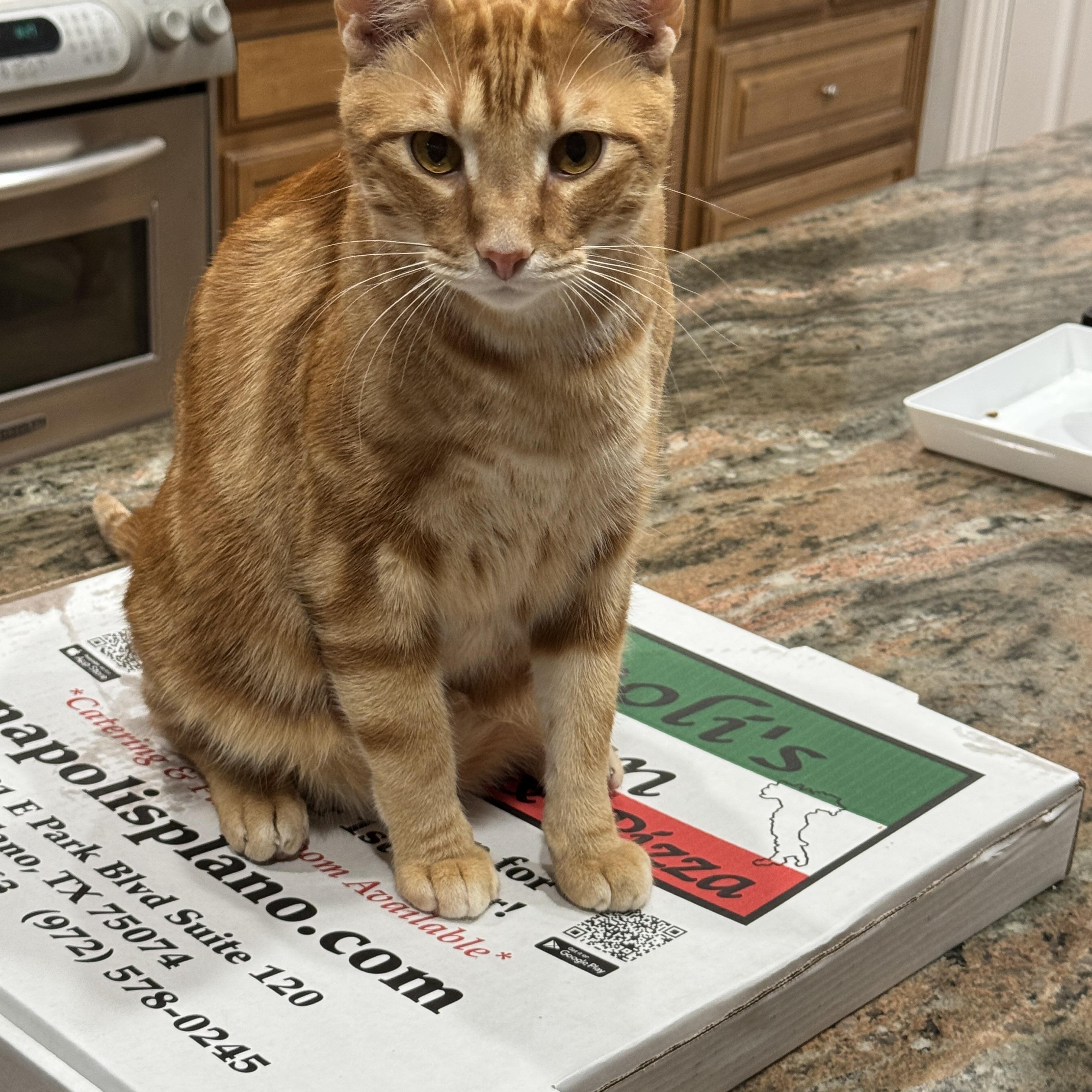 Cheetos, an adoptable mixed breed in Parker, TX image 5/6