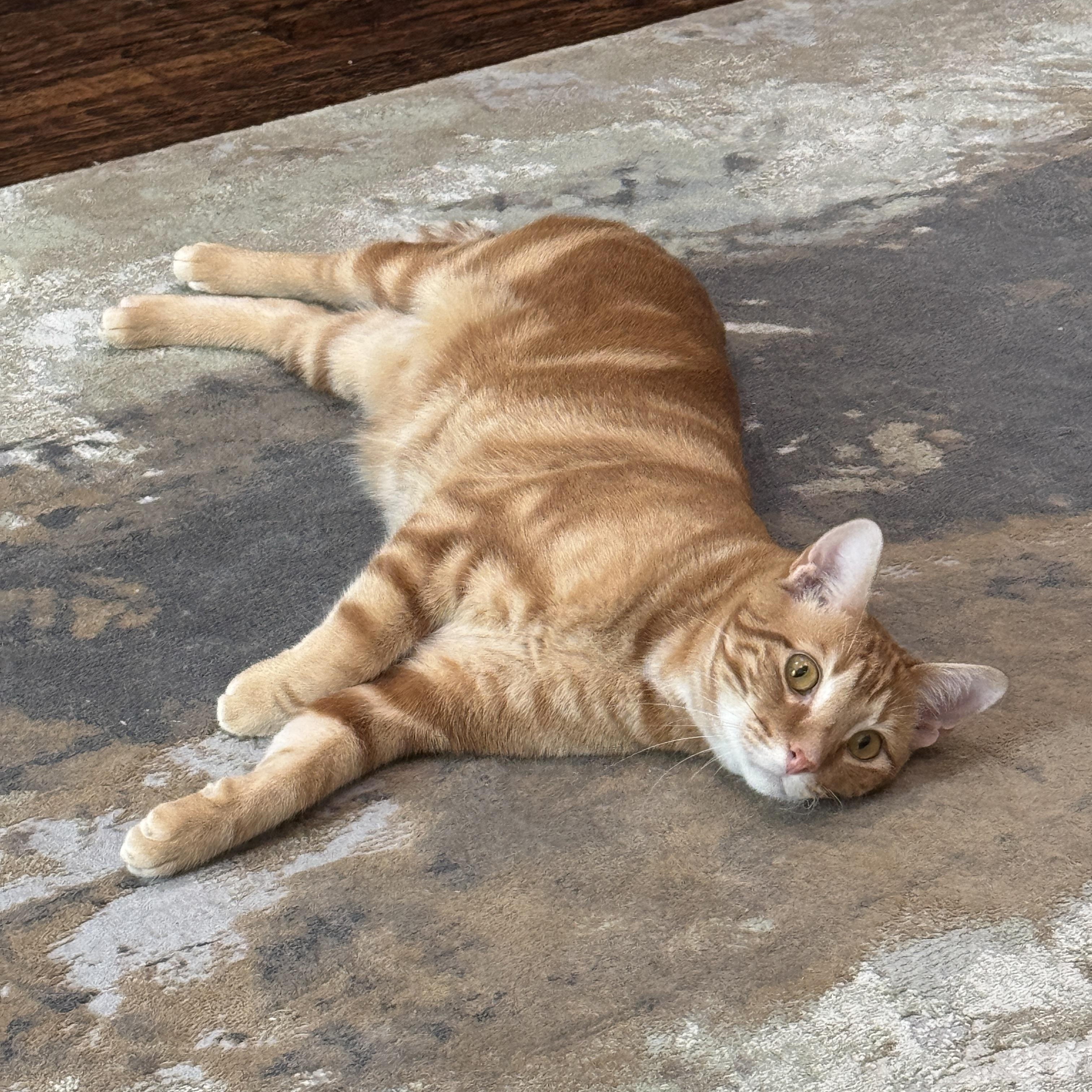 Cheetos, an adoptable mixed breed in Parker, TX image 2/6