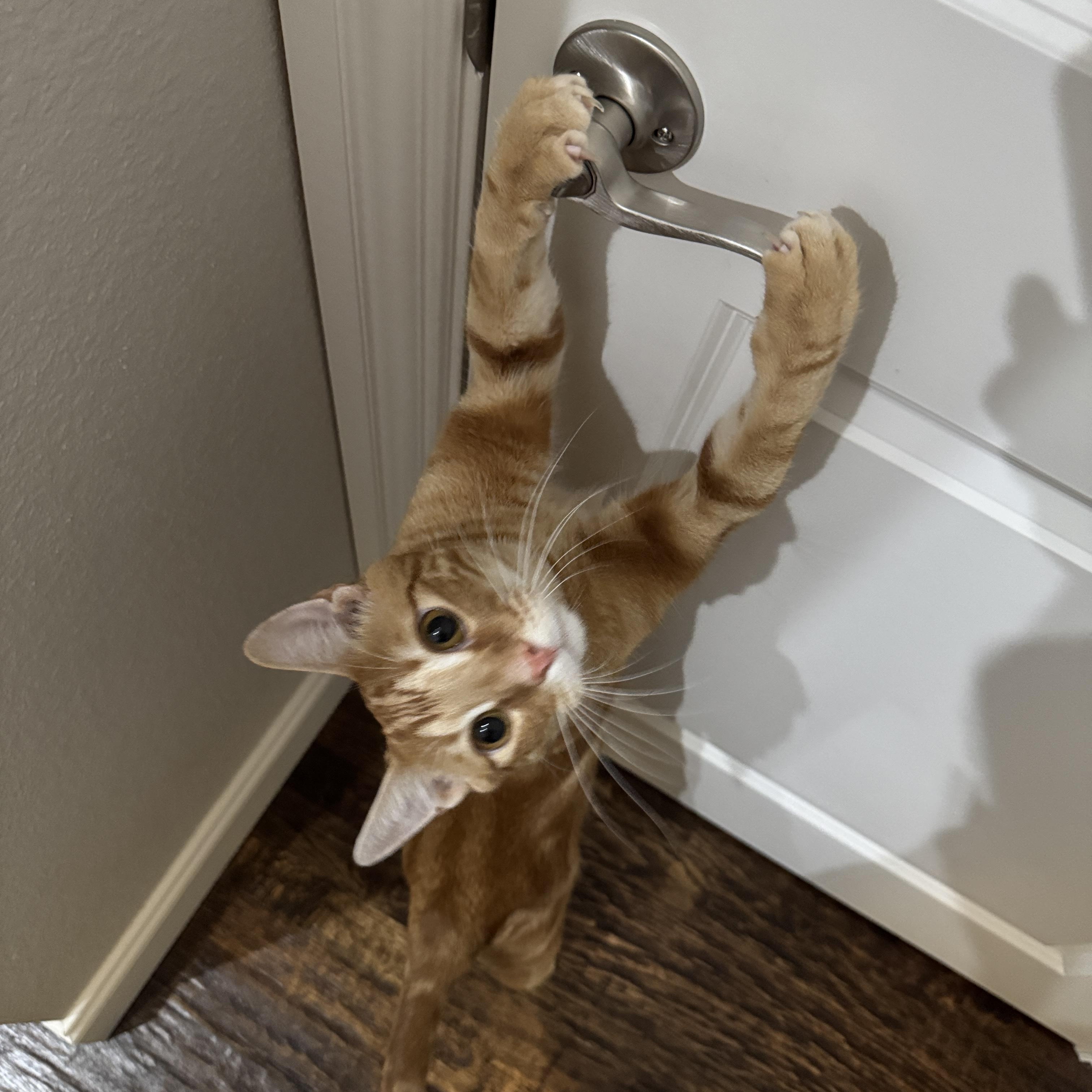 Cheetos, an adoptable mixed breed in Parker, TX image 1/6