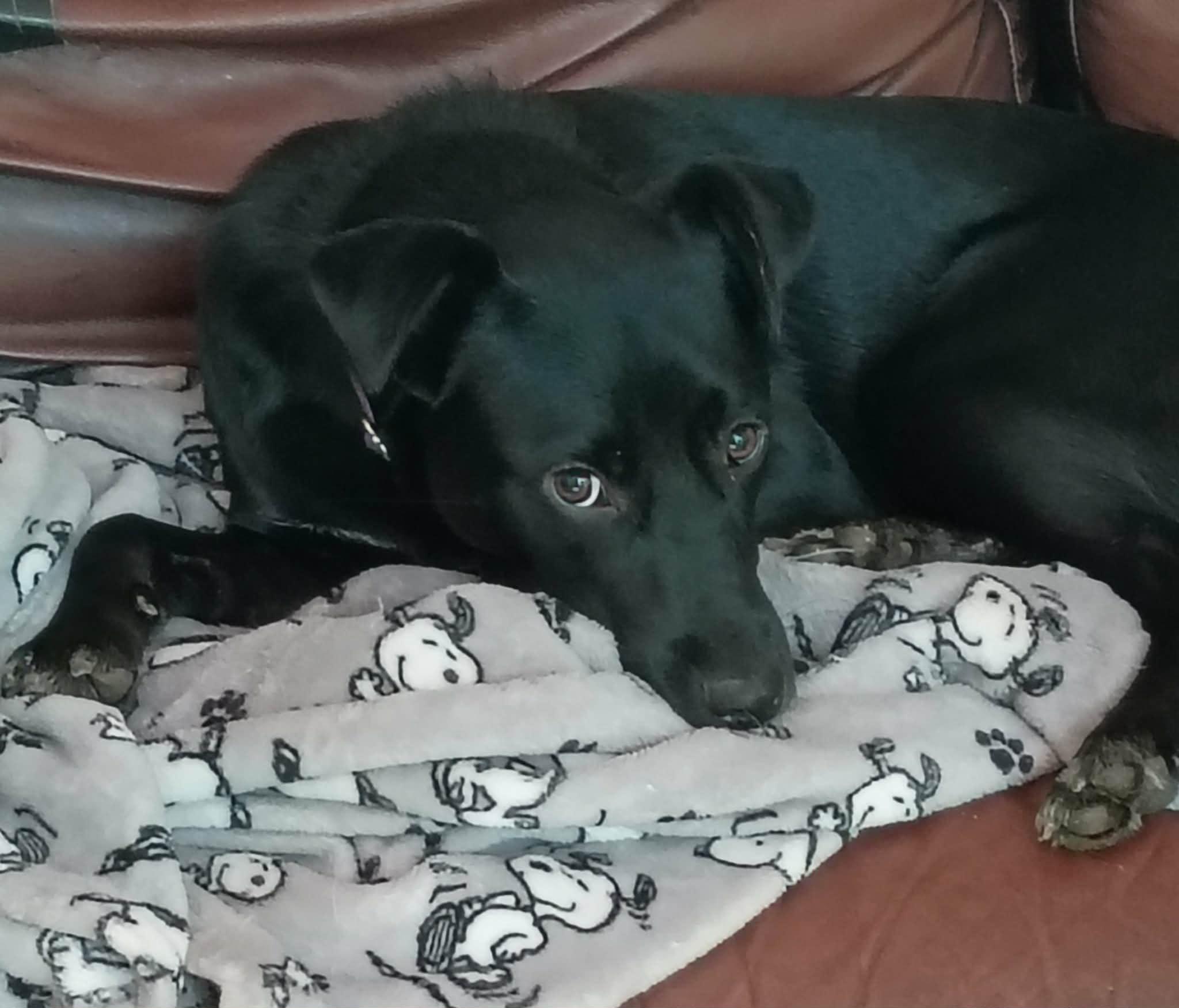 Enlarge Maya, a Adoptable mixed breed in North Berwick, ME image 4/6