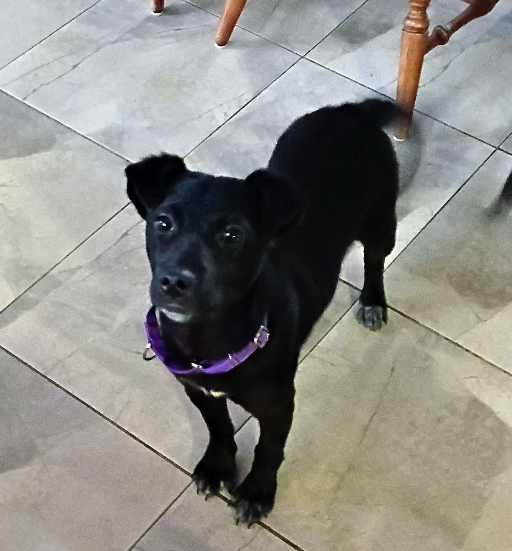 Enlarge Thelma, a ADOPTABLE Labrador Retriever in North Berwick, ME image 2/2