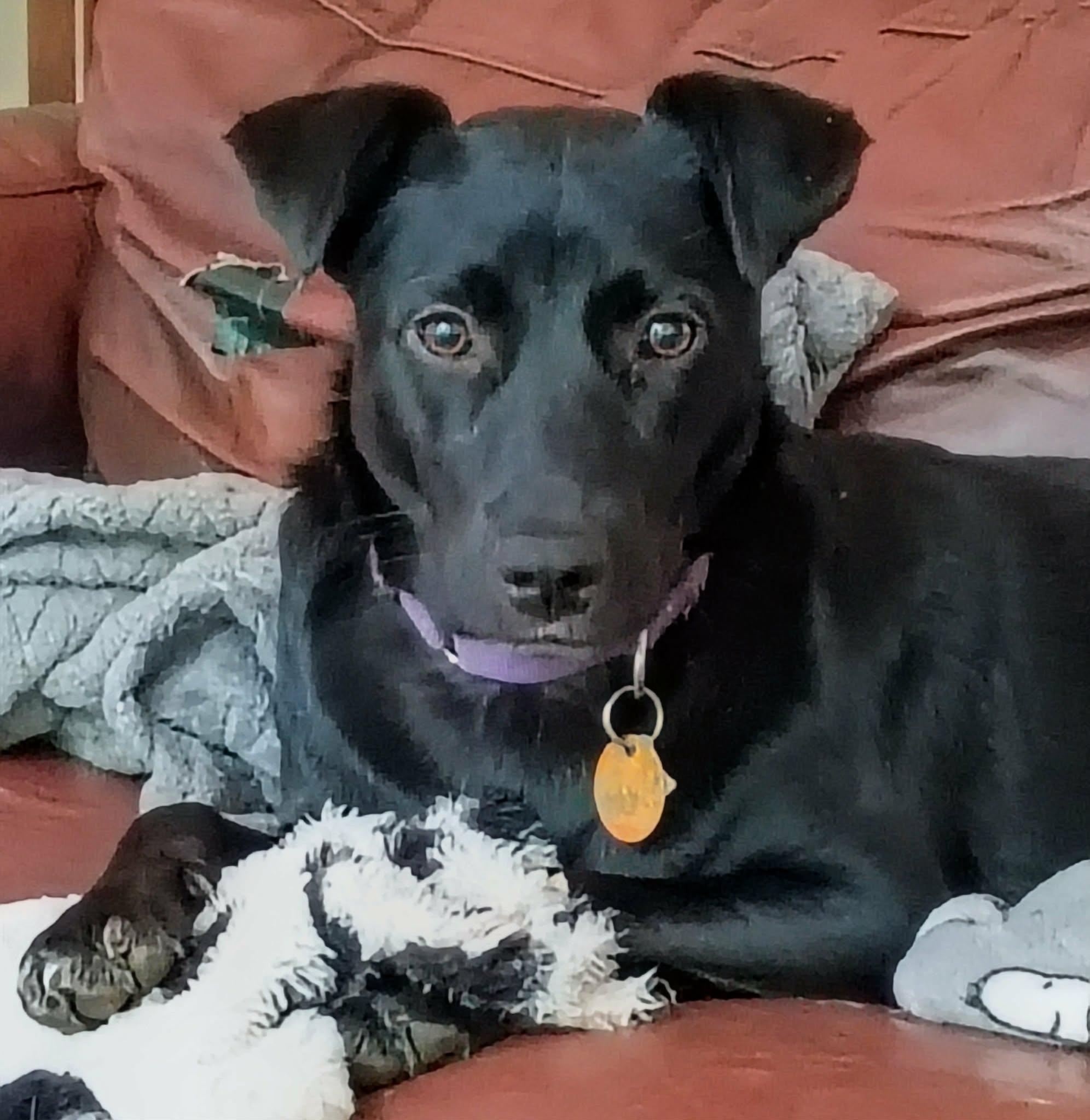 Enlarge Thelma/Maya, a Adoptable mixed breed in North Berwick, ME image 5/5