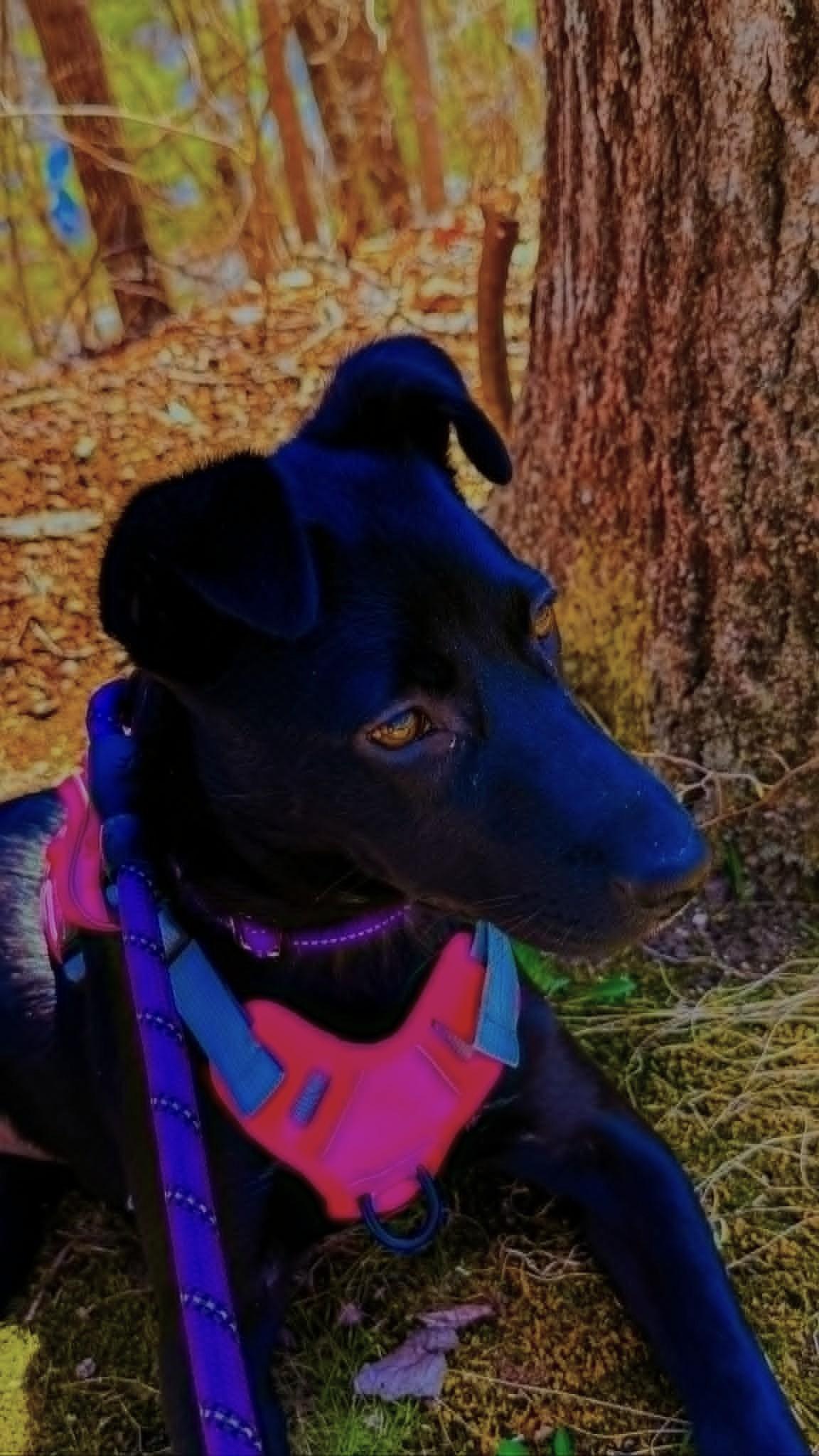 Enlarge Thelma, an adoptable Labrador Retriever in North Berwick, ME image 4/4