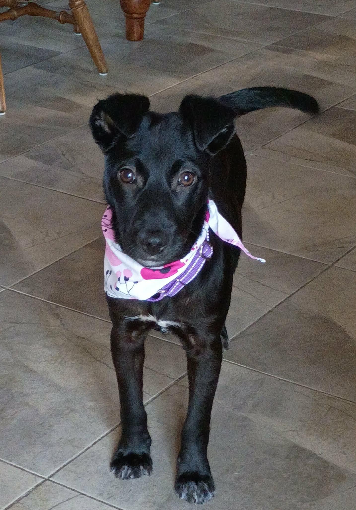 Thelma, ADOPTABLE, Puppy Female Labrador Retriever.