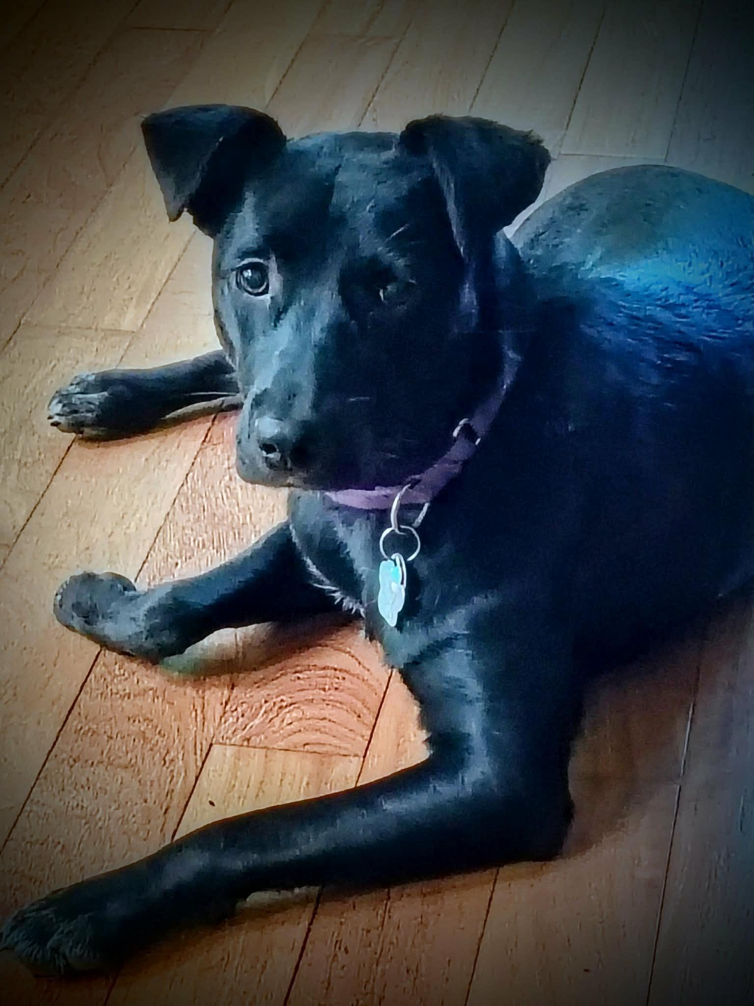 Enlarge Maya, a Adoptable mixed breed in North Berwick, ME image 2/6