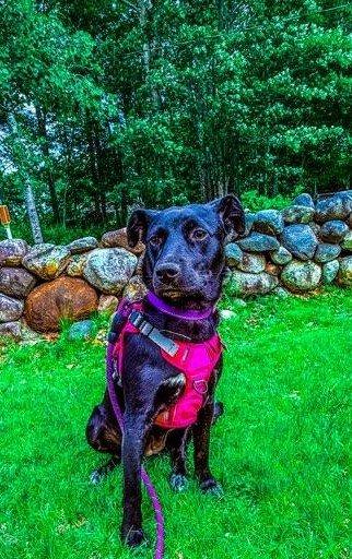 Enlarge Thelma, an adoptable Labrador Retriever in North Berwick, ME image 1/4