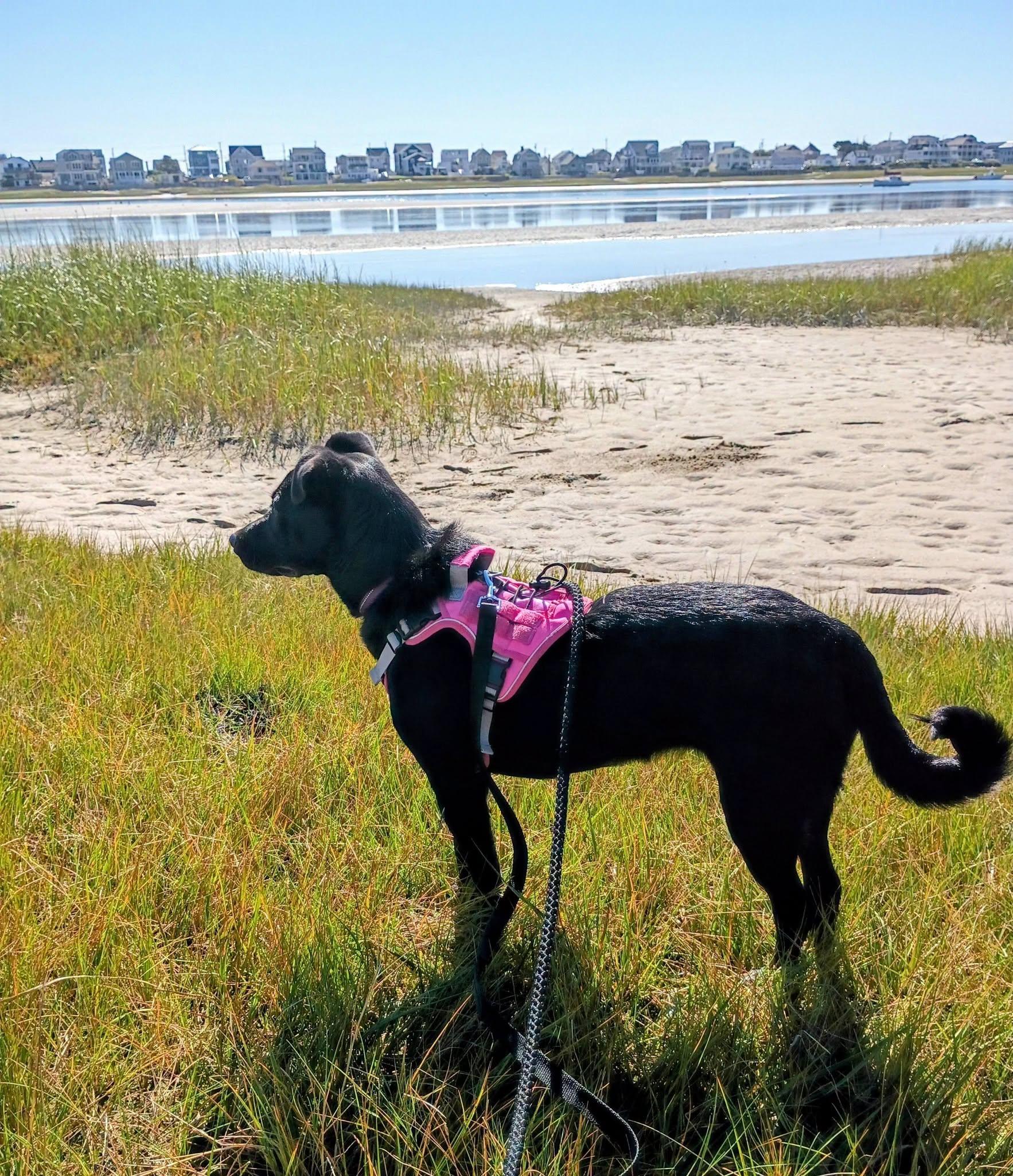 Maya, Adoptable, Young Female Labrador Retriever & Shepherd.