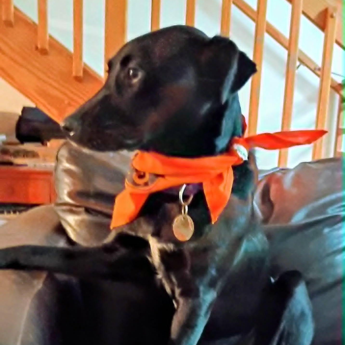 Enlarge Thelma/Maya, a Adoptable mixed breed in North Berwick, ME image 2/5
