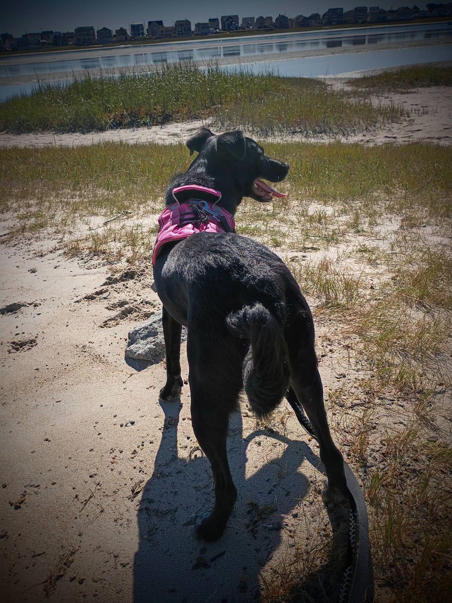 Enlarge Maya, a Adoptable mixed breed in North Berwick, ME image 3/6