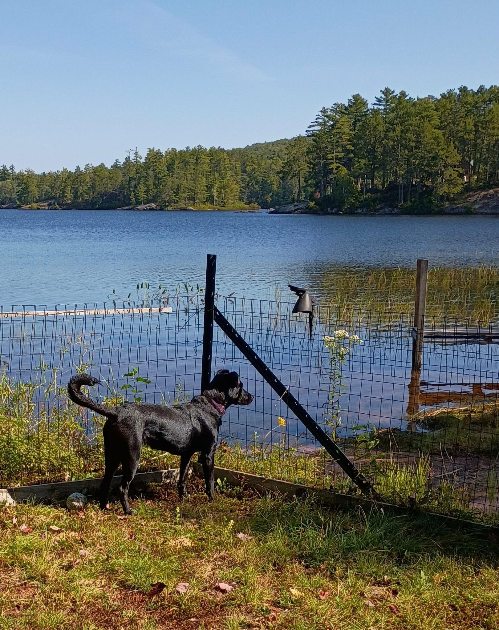 Thelma/Maya, Adoptable, Young Female Labrador Retriever & Shepherd.