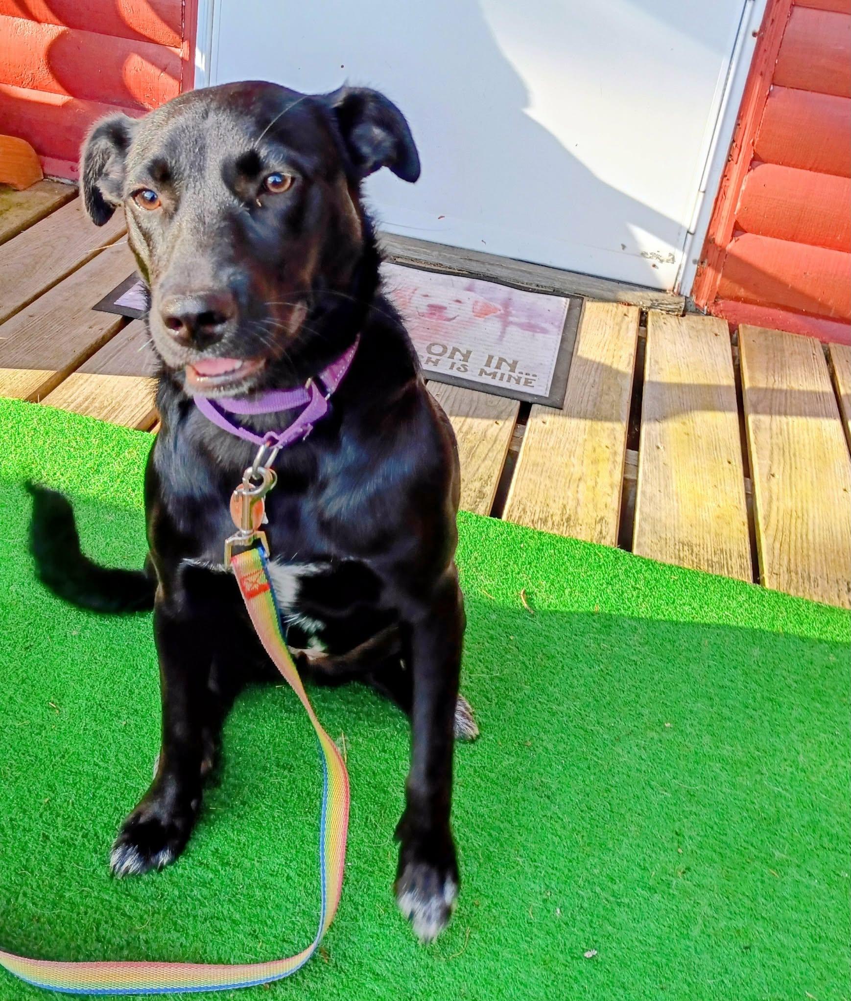 Enlarge Thelma/Maya, a Adoptable mixed breed in North Berwick, ME image 3/5