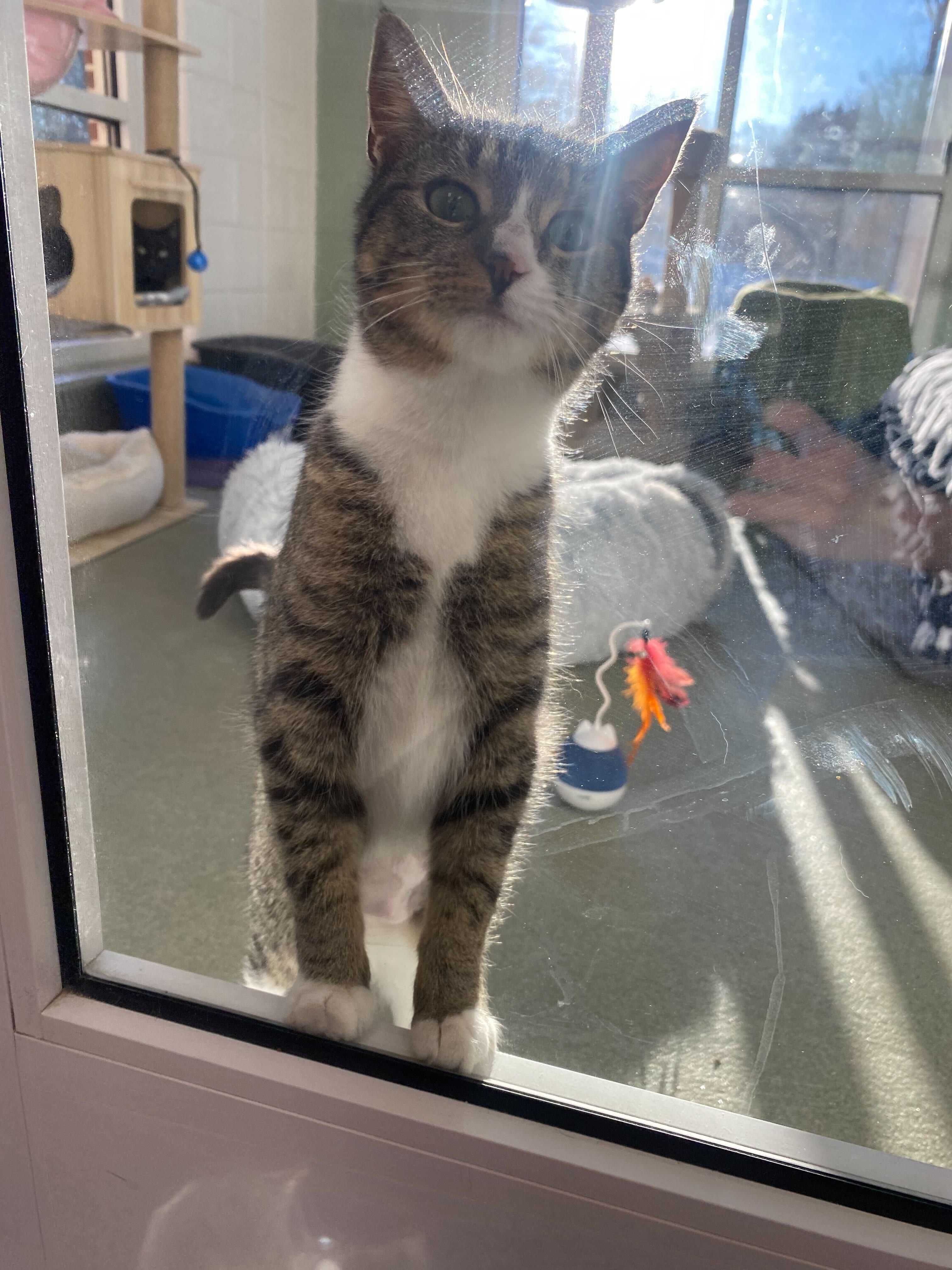 Enlarge Susa, a ADOPTABLE Domestic Short Hair in Maidens, VA image 2/3